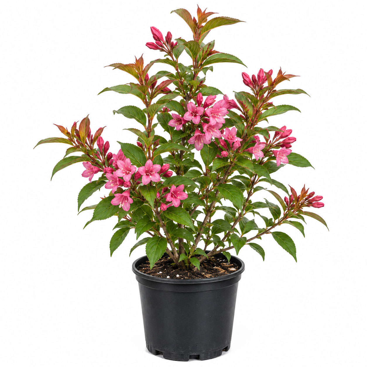 ویگیلا  weigela florida